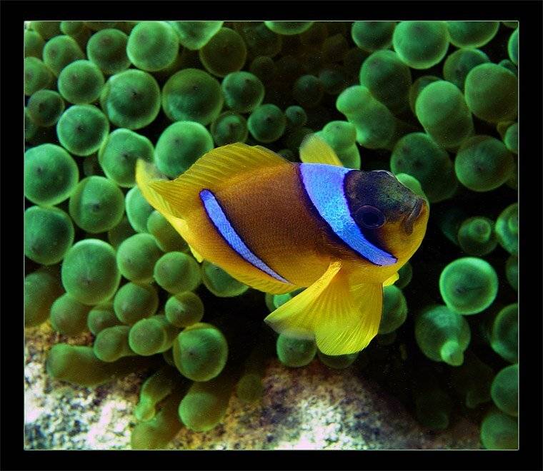 гордый клоун, Torchuck