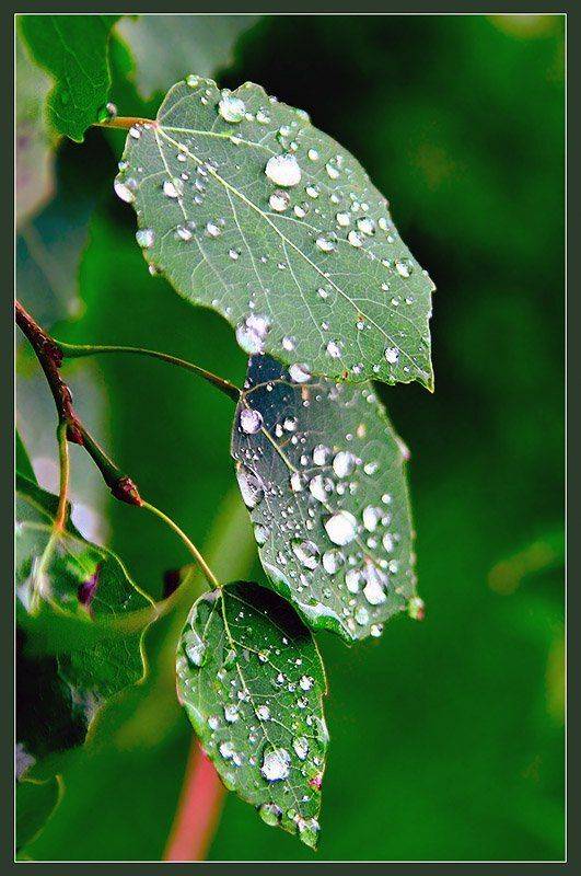 , Александр Батурский