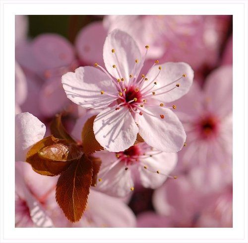 Розовая весна (1)