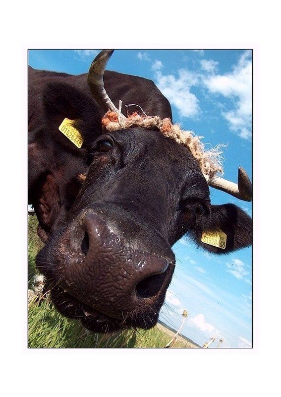 korova obloko pro korovku i beloje obloko... фото превью