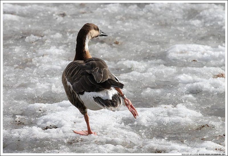 зоопарк, гусь, холод Лапы мерзнут... фото превью