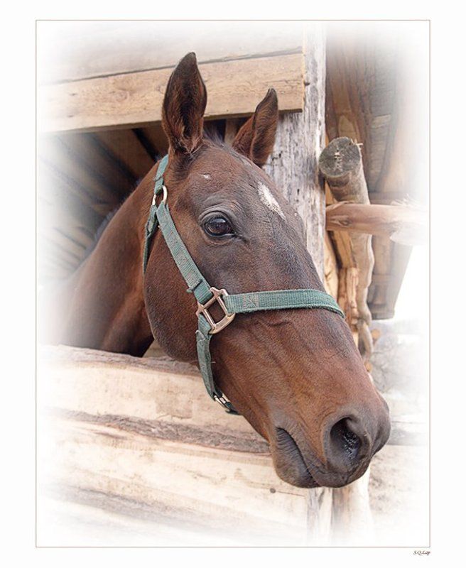 Портрет влюблённого жеребца фото превью