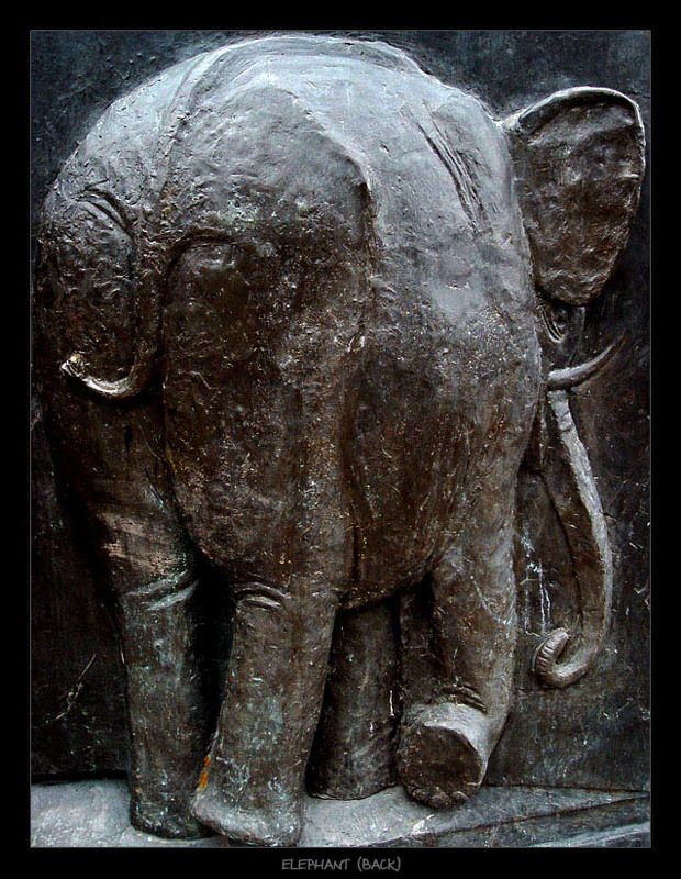 elephant, слон elephant (back) фото превью