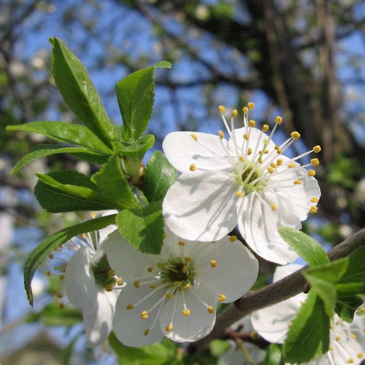Вишня, Весна, Алексей Миронченко