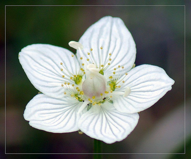 белозор Белозор болотный 2 фото превью