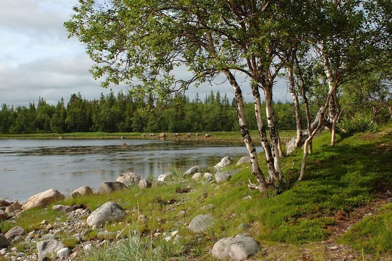 соловецкий архипелаг, остров соловецкий, филипповские садки, белое море, мягкое солнце, берёзки, камни филипповские садки №2 фото превью