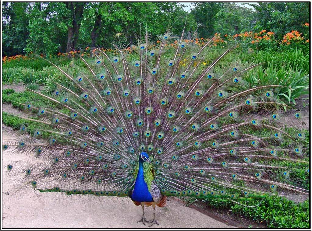 птицы,павлины, оперение, Tatjana Nep