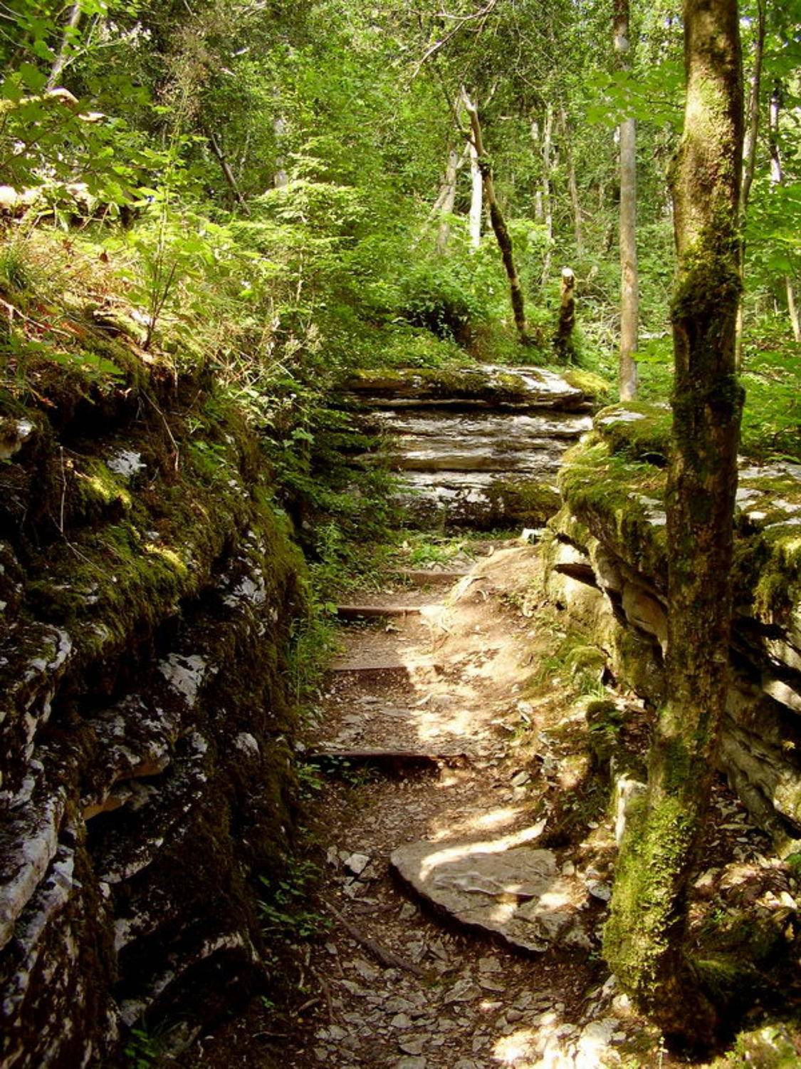 лето, тисо-самшитовая роща, лес, Наталья Герасименко