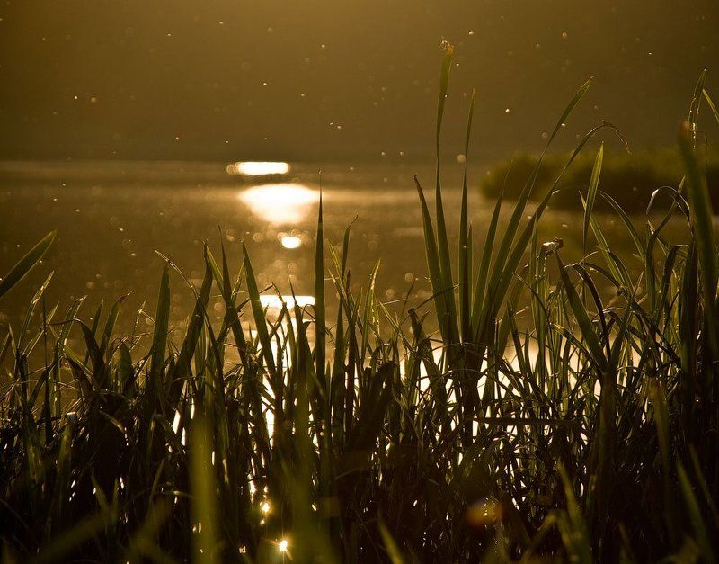 Мошка фото превью