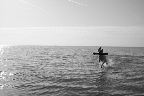 Pointer
