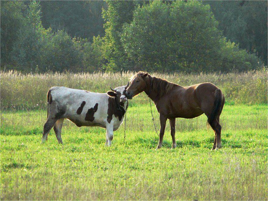 конь, бык, поле, КарОл