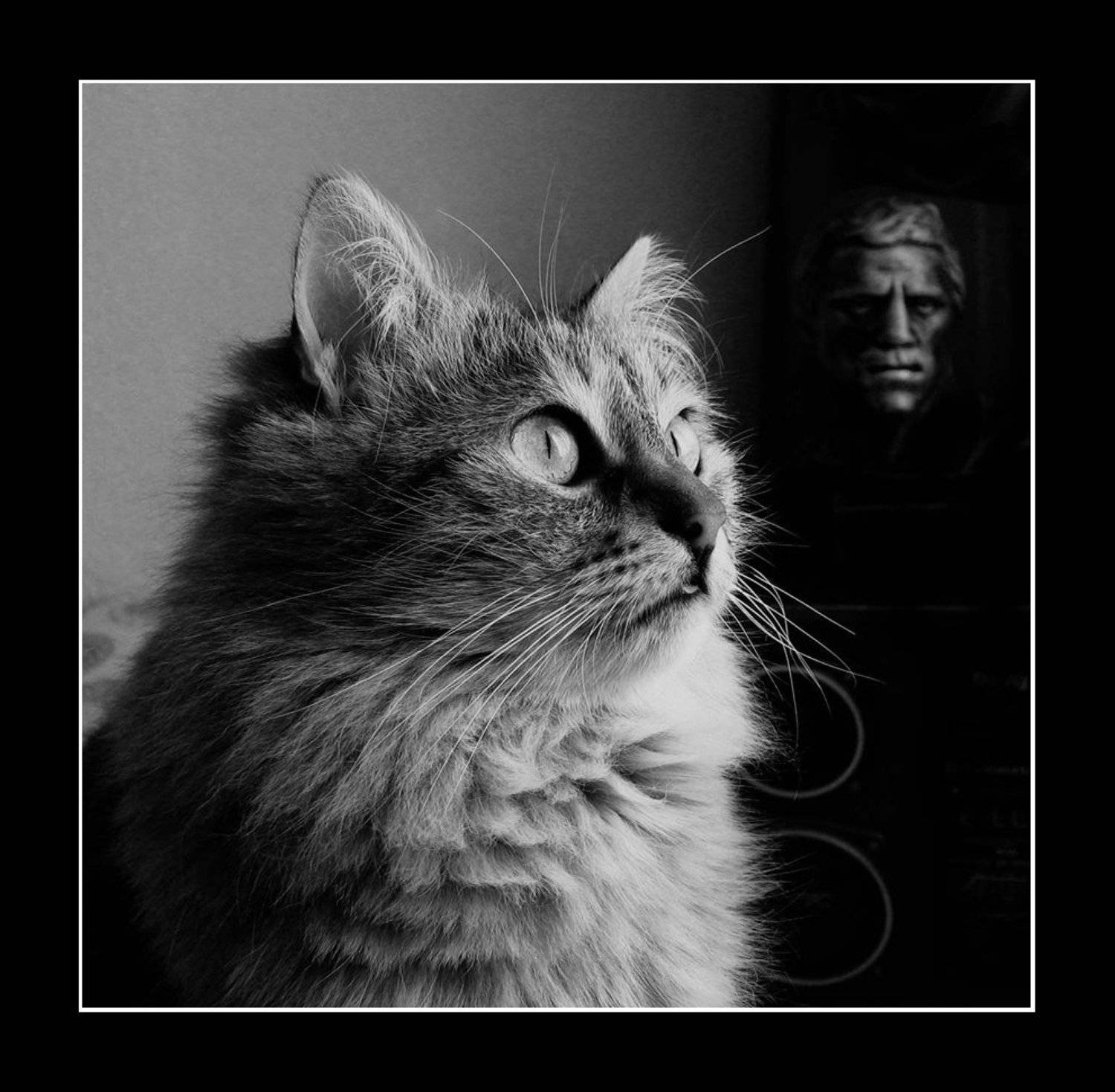 тим, Safronoff Andrew