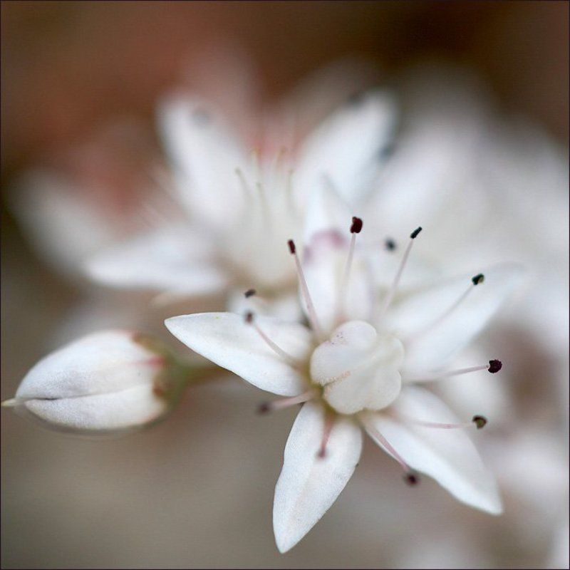 макро Точки фото превью