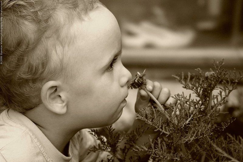 запахи, портрет, дети Запахи... фото превью