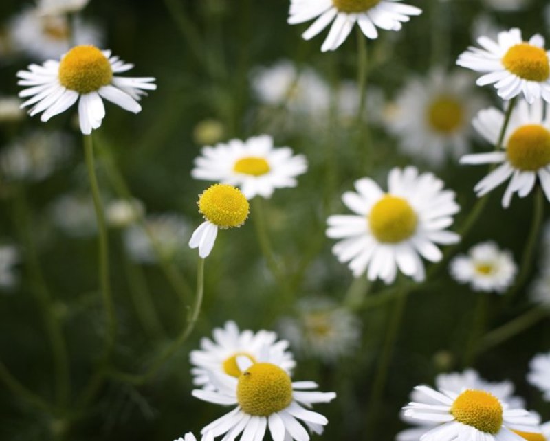 макро, ромашка, любовь, морковь \