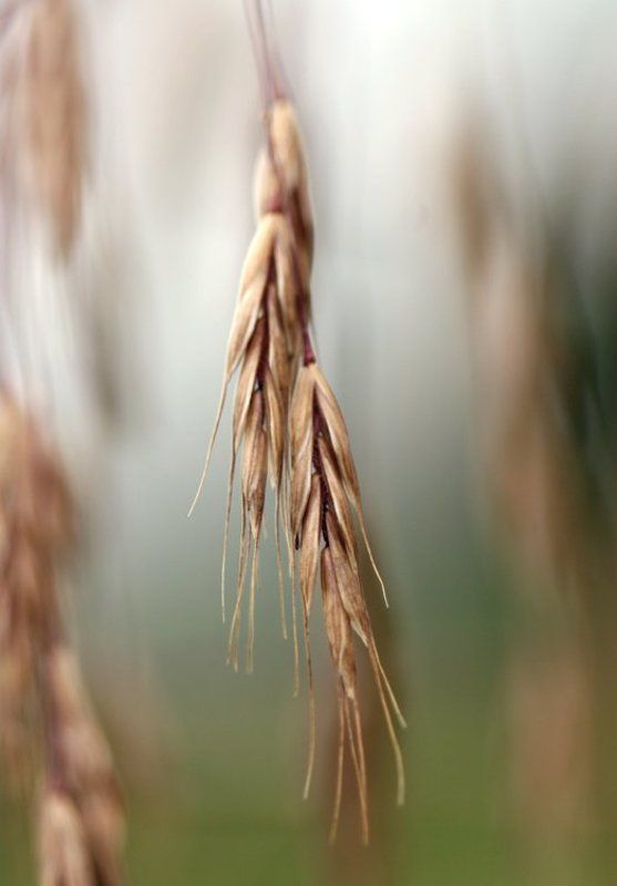 лето, поле, рожь, колоски, двое вдвоем фото превью