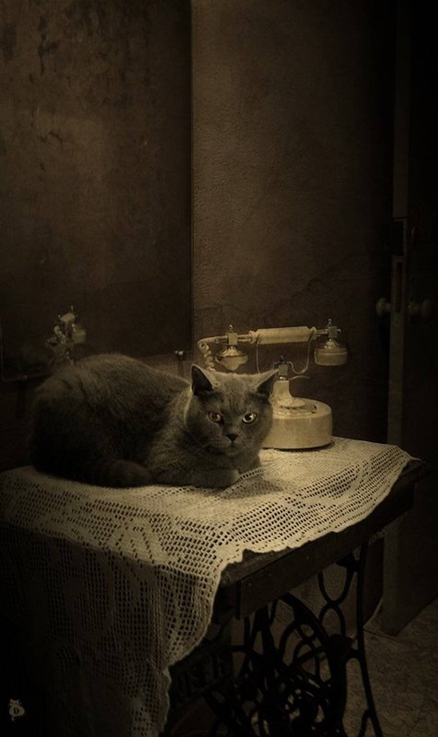 бегемот, ждать, звонок, телефон, мастер и маргарита, Darn Cat