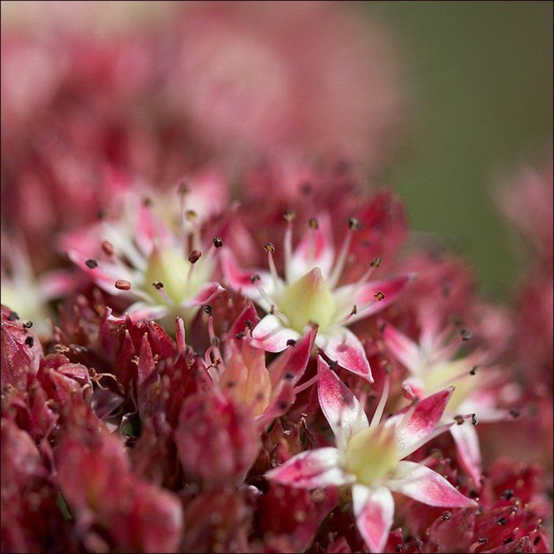 макро Точки фото превью