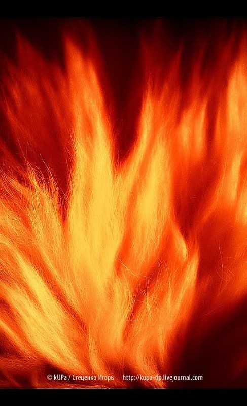 шкура, огонь Огненная шкура \\ Fiery skin фото превью