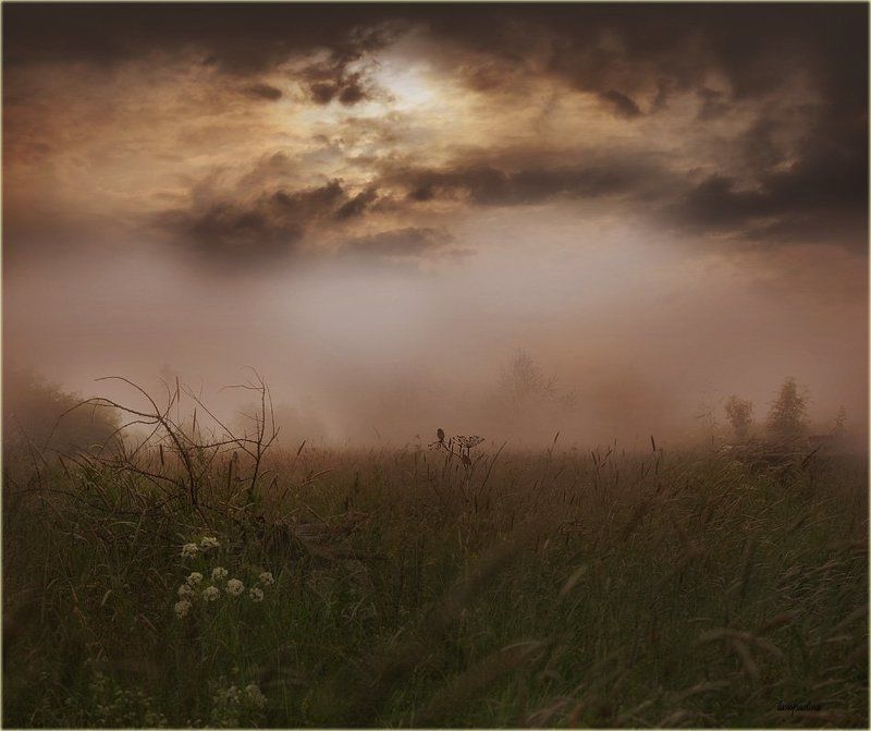 туман, луг, птички Про свидание двух птичек в тумане) фото превью