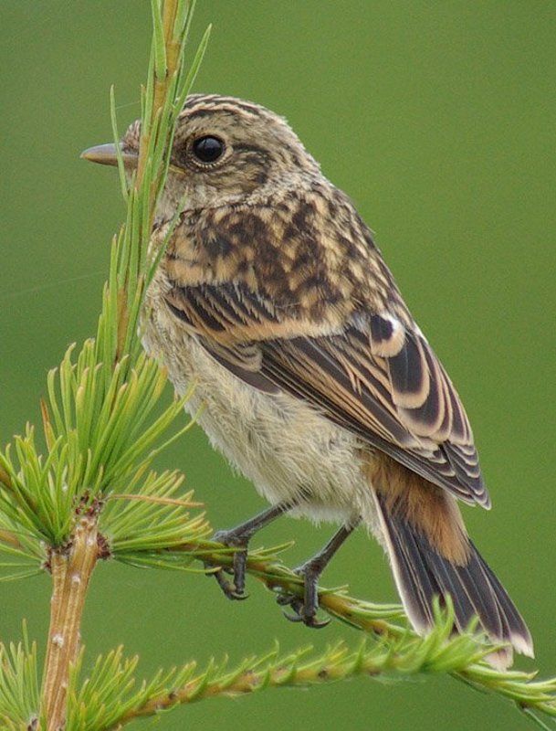 чекан,слёток Спрятался фото превью