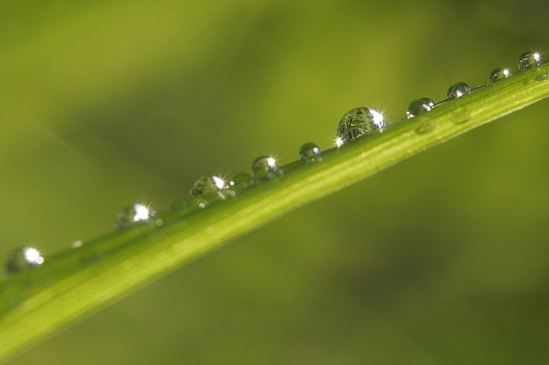 капля, роса, макро, природа  фото превью