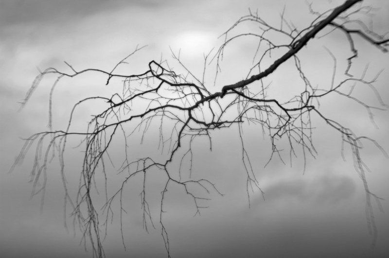 ветви,небо,облака *** фото превью