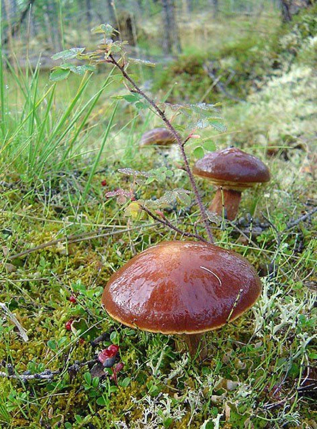 маслята, Солодухин Виктор