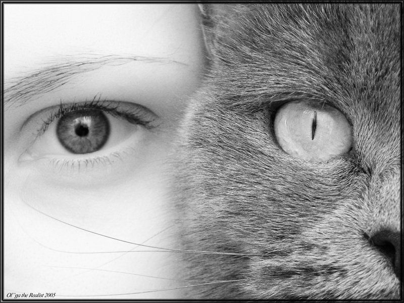 ...10 отличий фото превью