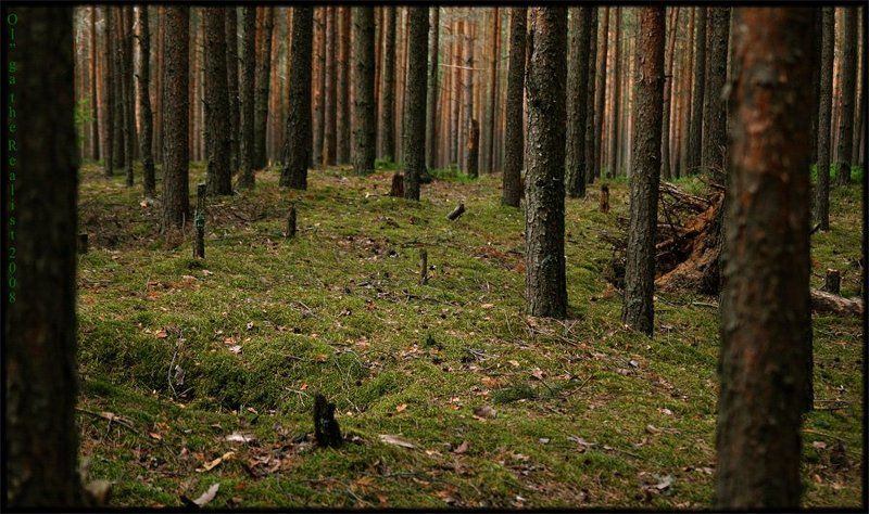 ...живешь в заколдованном диком лесу... фото превью