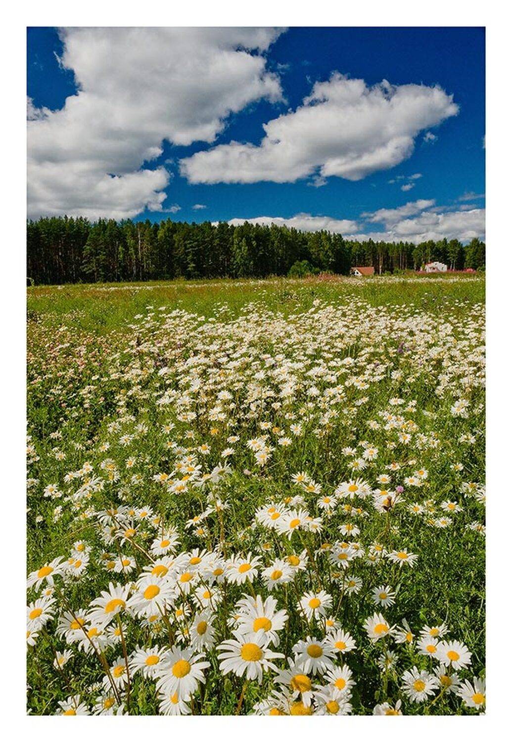 , Менькович Алексей