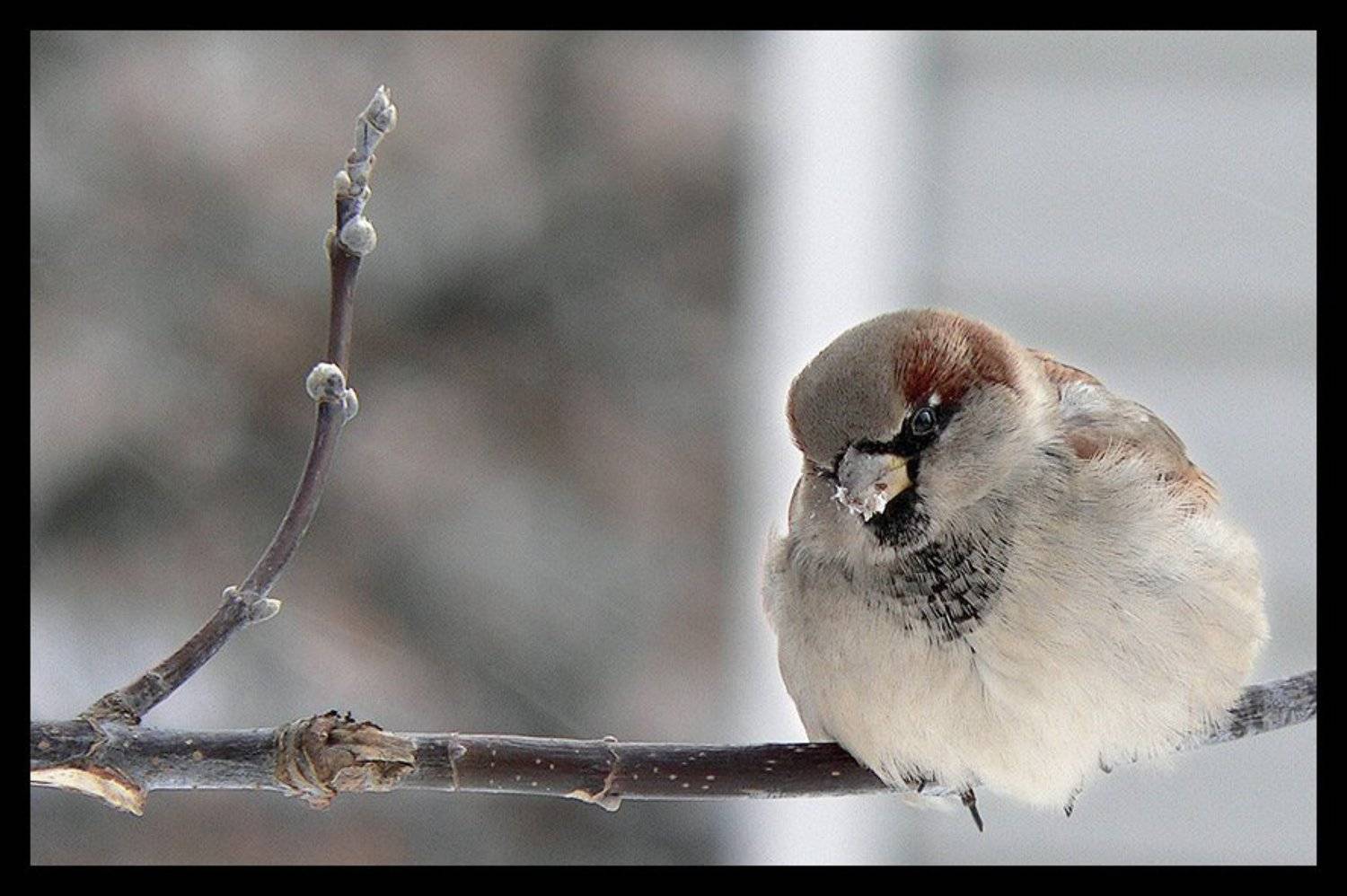 perec, воробей, зима, Владислав PEREC Селезнёв