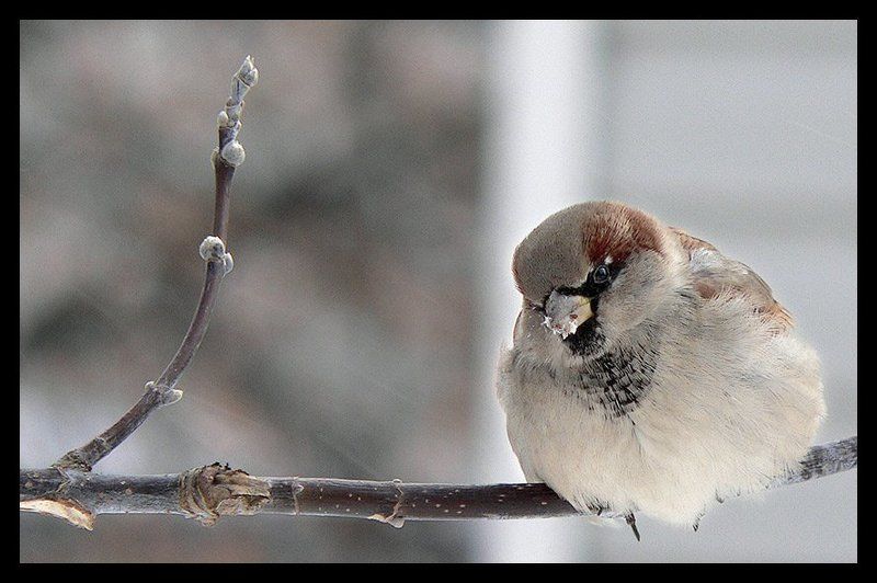 perec, воробей, зима ...скоро лето фото превью