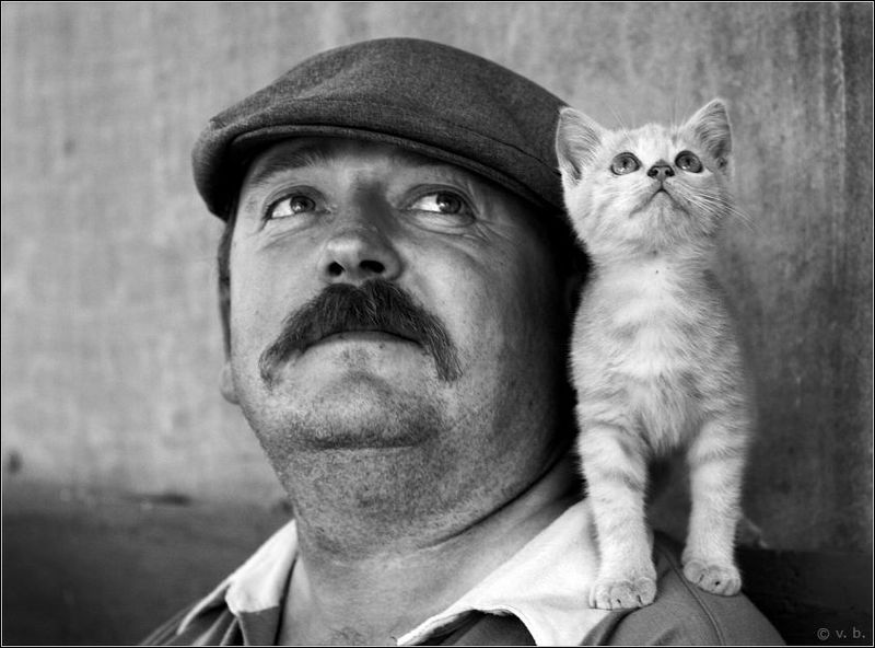 Про усатых... фото превью