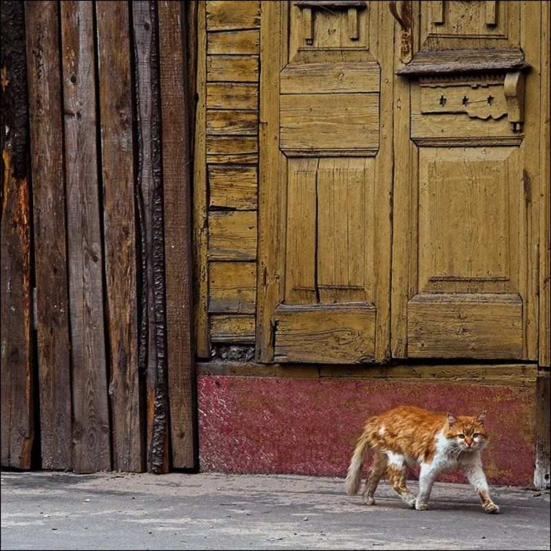 Тверская квадратная рыжая котография фото превью