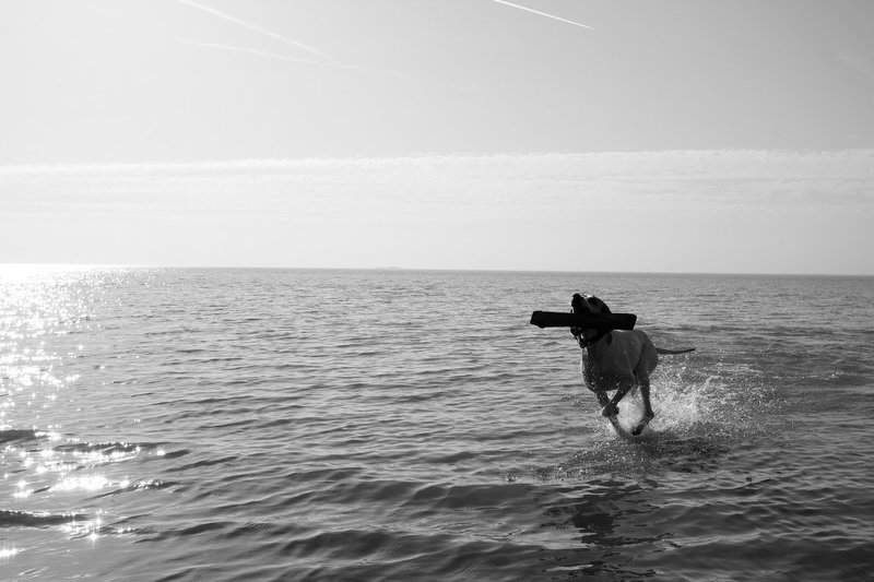 собака,залив,игра  фото превью