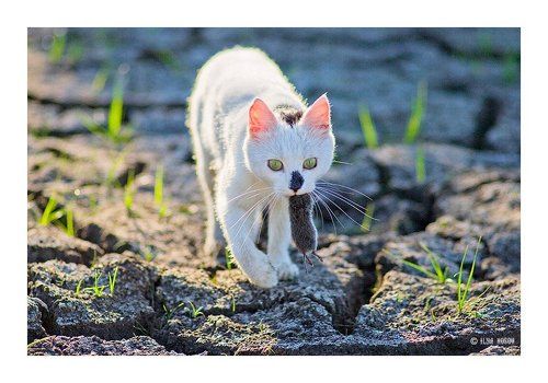 Кот с мышой