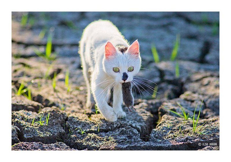 кот, кошка, кот с мышкой Кот с мышой фото превью