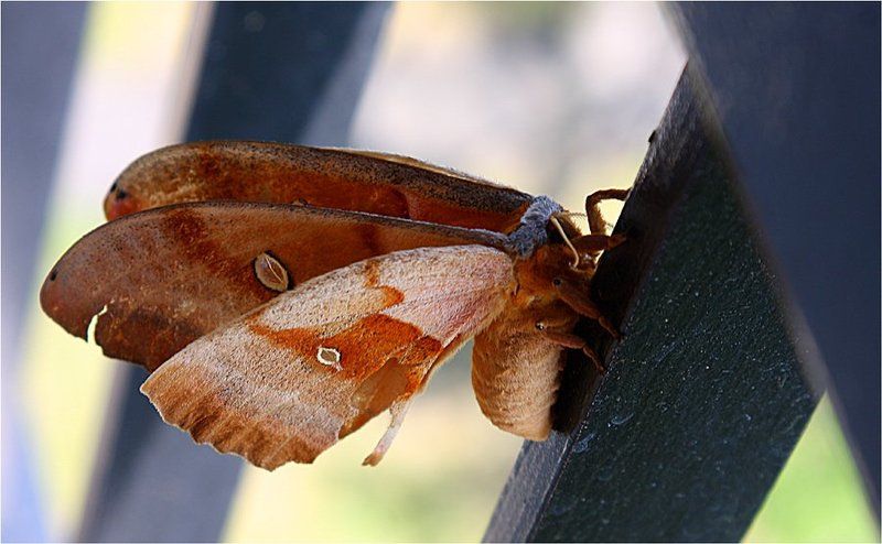 Сон мотылька фото превью