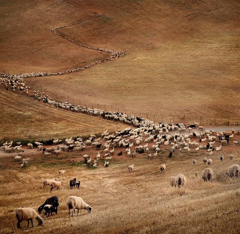 dmitry zhamkov, genre, four step, дмитрий жамков, выбор очесиден. www zhamkov com, Дмитрий Жамков