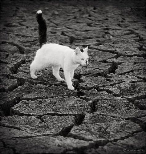 Кот и пустота