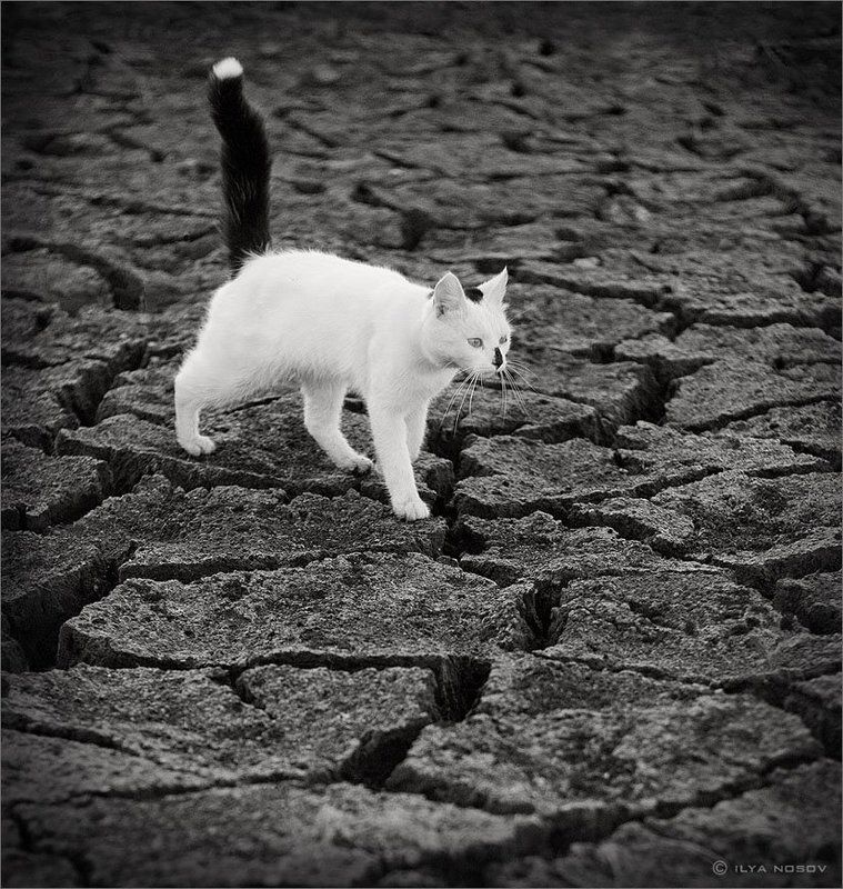 кот, кошка Кот и пустота фото превью