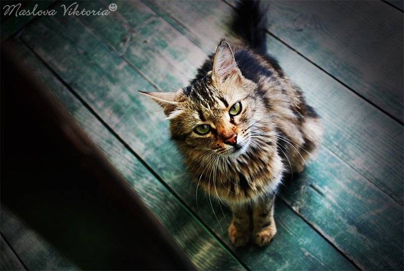 кошка, животное, bioskiss