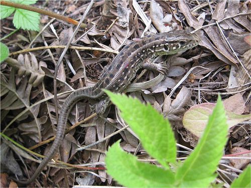 Контрольный укус.