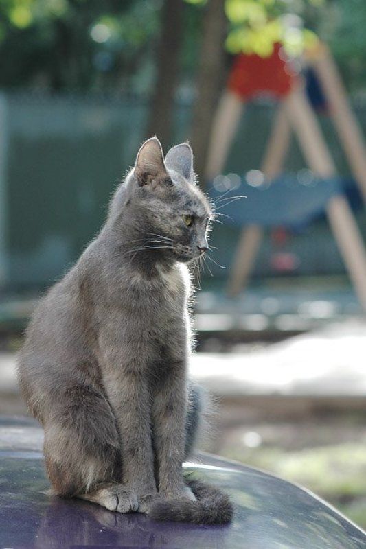 тренеруюсь на кошках... фото превью