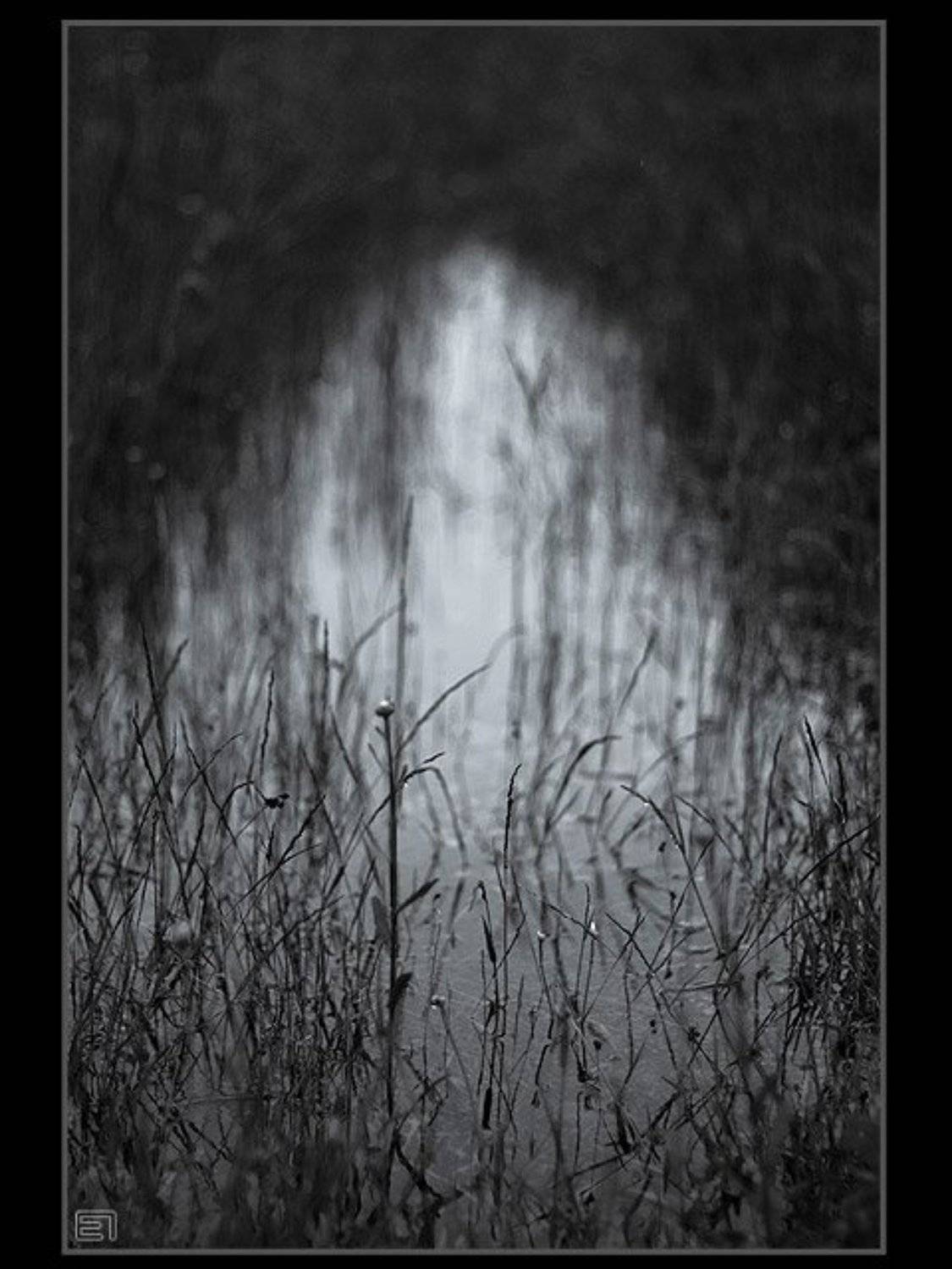 болото вода растительность ч/б природа, Евгений Павленко