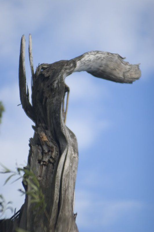 дерево Носато-ушасто-деревянное фото превью