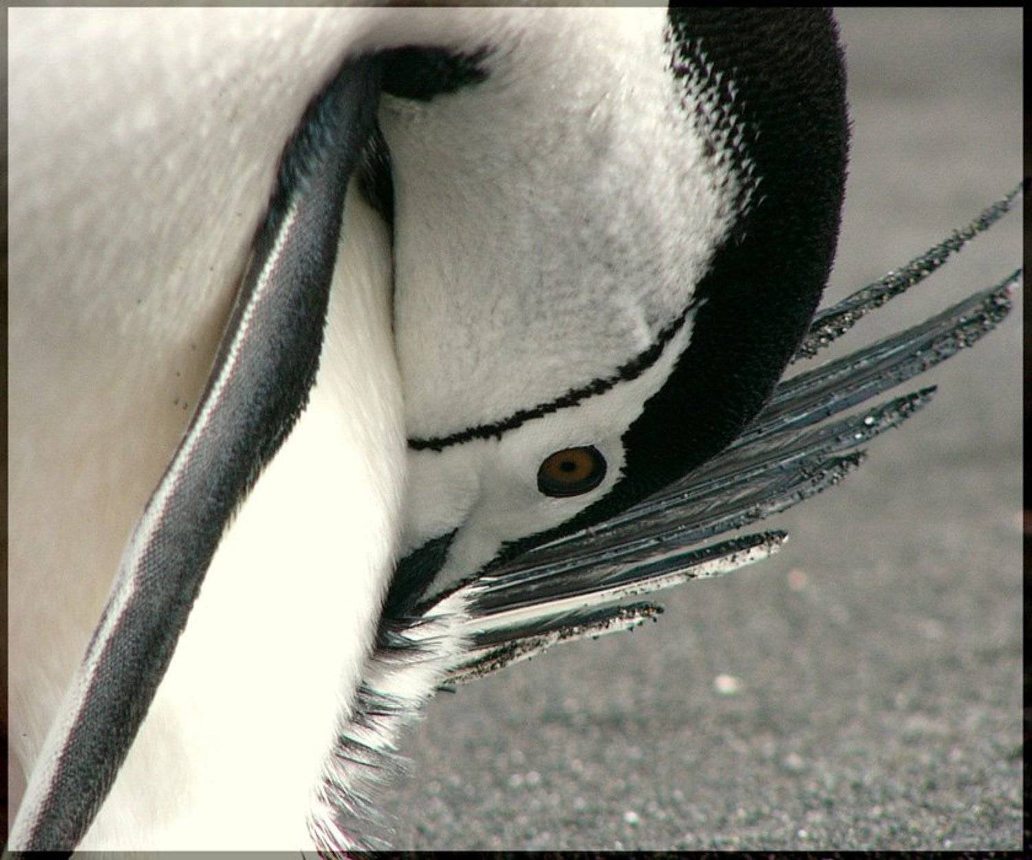 пингвин, ruschili