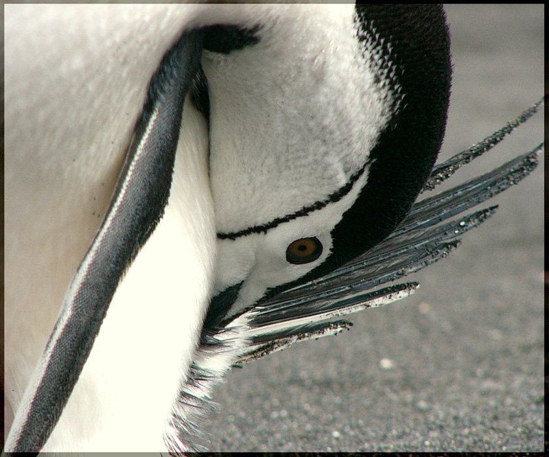 пингвин Стеснительный Пингвин. фото превью