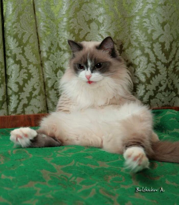 кошка, язык, маскарад, сидит Язычок фото превью